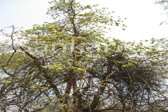 Calycopteris floribunda